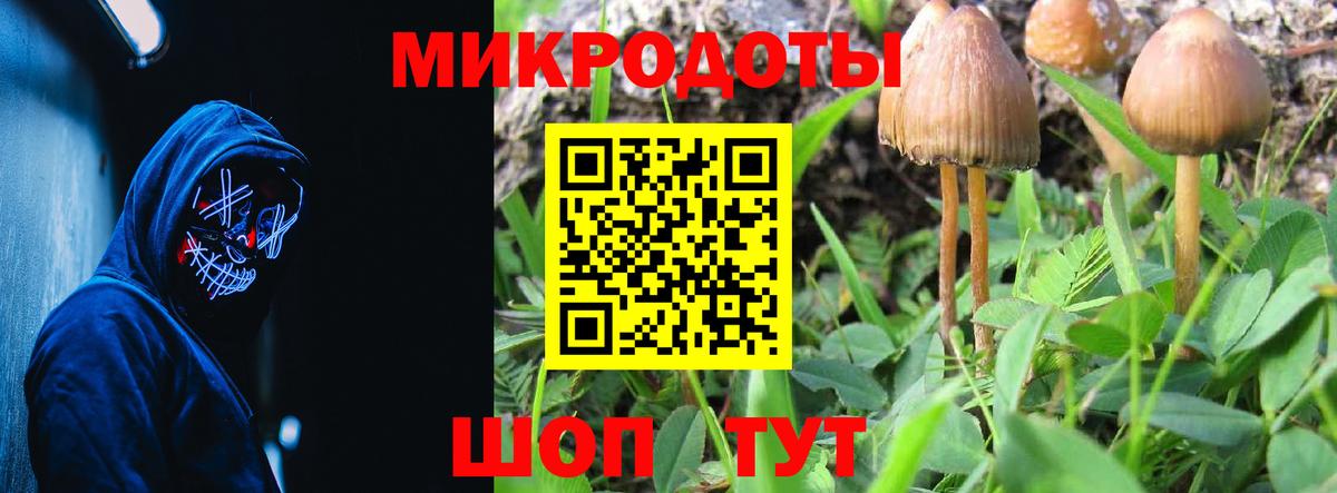 Псилоцибиновые грибы Cubensis Тверь